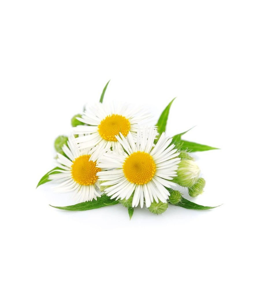 Luscioux Caffitaly®* Comp. Cappellini. CHAMOMILE